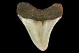 Fossil Megalodon Tooth - North Carolina #147020-2